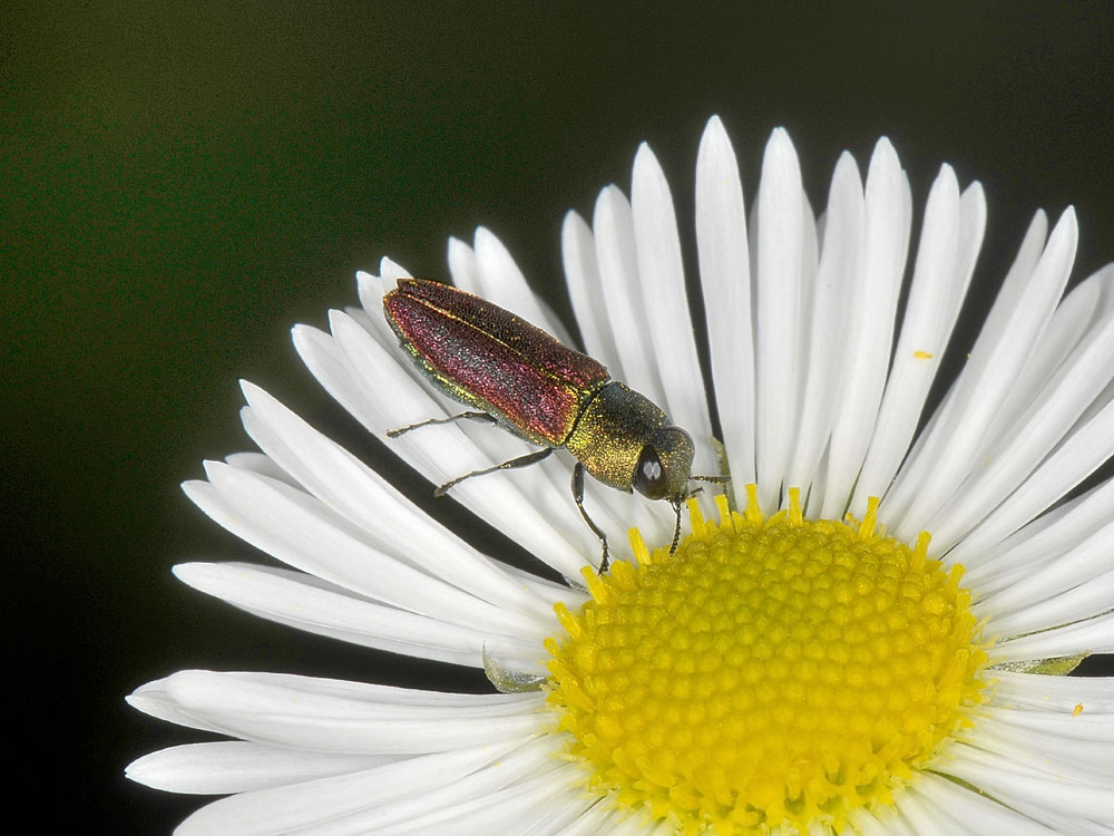 Anthaxia cichorii (Buprestidae)